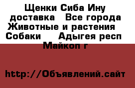 Щенки Сиба Ину доставка - Все города Животные и растения » Собаки   . Адыгея респ.,Майкоп г.